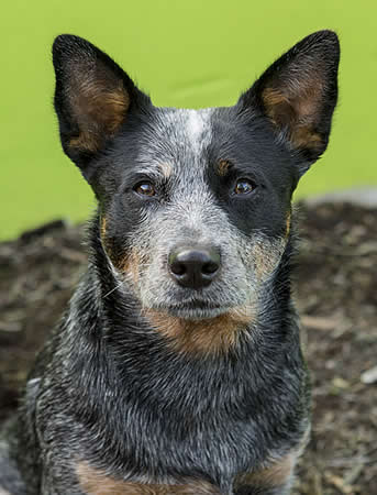 Forelands Australian Cattle Dogs - Australian