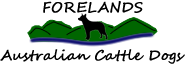 Forelands Australian Cattle Dogs